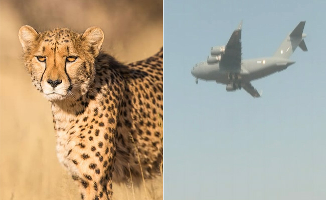 Viral Video: दक्षिण अफ्रीका से 12 चीतों को लेकर भारतीय वायुसेना का विमान ग्वालियर में उतरा