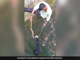 कुएं में गिर गया किंग कोबरा, जान पर खेलकर बचाने उतरा शख्स, फन फैलाए सांप ने कर दिया हमला, और फिर... कुएं में गिर गया किंग कोबरा, जान पर खेलकर बचाने उतरा शख्स, फन फैलाए सांप ने कर दिया हमला, और फिर...