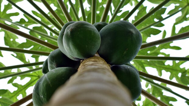 Raw papaya is basically papaya in its unripe form. Raw papaya is basically papaya in its unripe form.