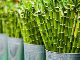 World Bamboo Day 2024: आज विश्व बांस दिवस के दिन जानिए बैंबू शूट्स खाने के फायदे 