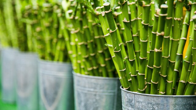 Bamboo shoots are highly nutritious and good for the body
