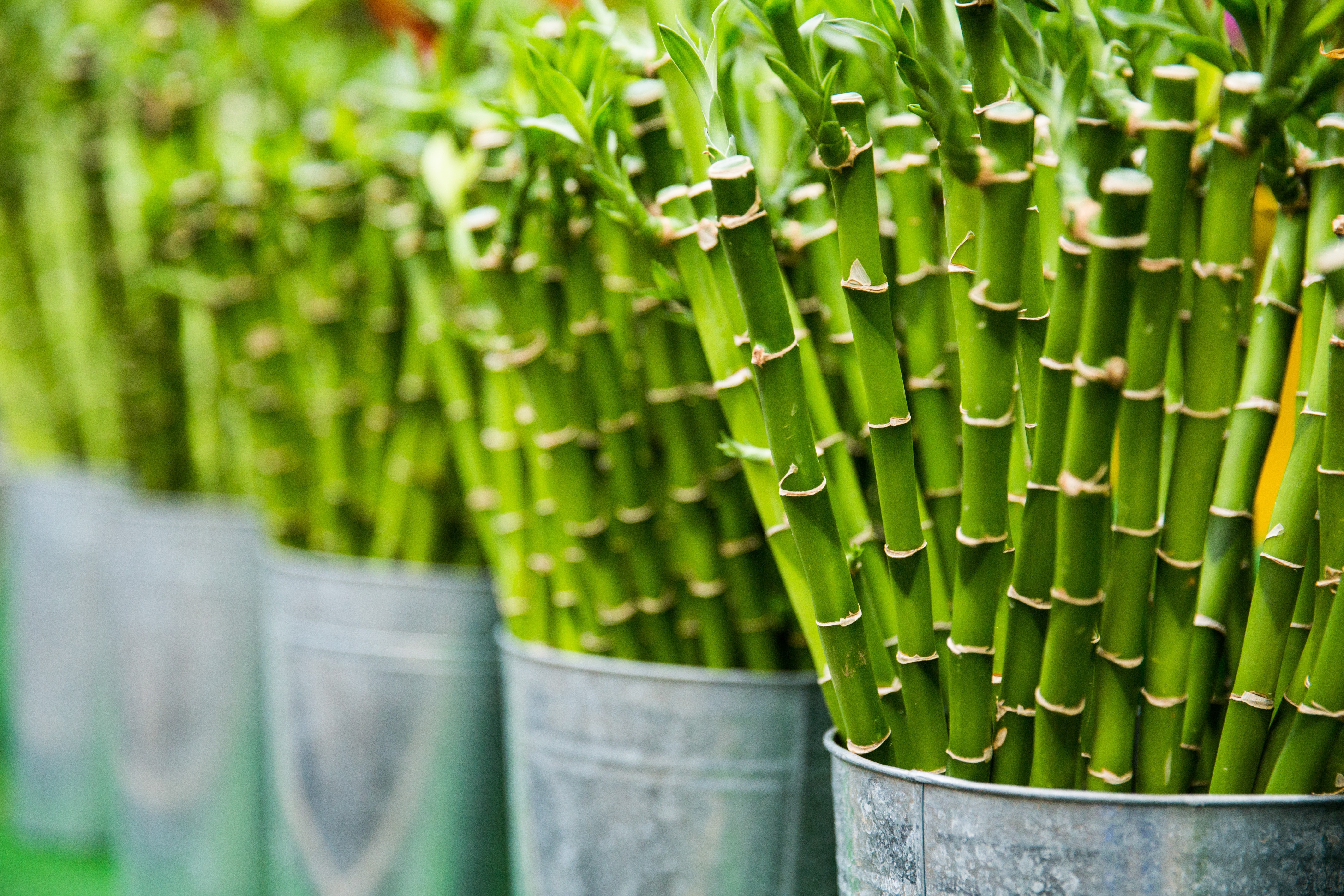 Bamboo shoots are highly nutritious and good for the body