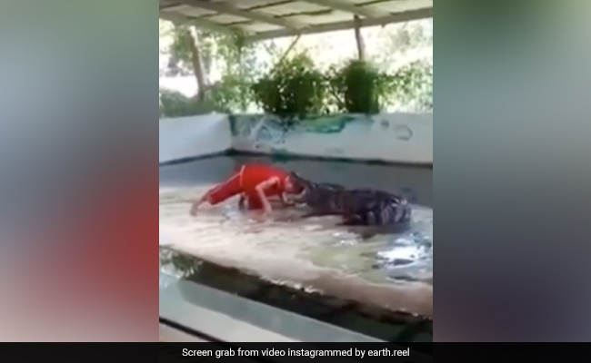 Old Video: Zookeeper Places Head Inside Crocodile's Mouth, This Happens Next