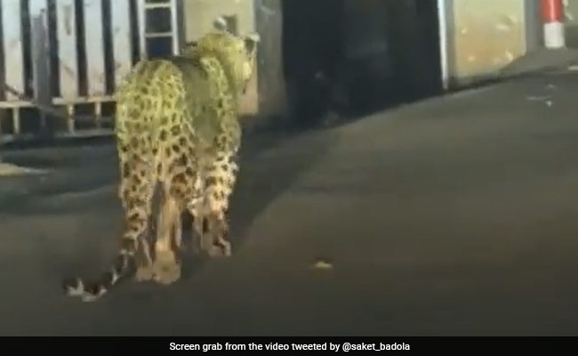 Video Of A Leopard Taking "Post-Dinner Walk" In Nainital Goes Viral