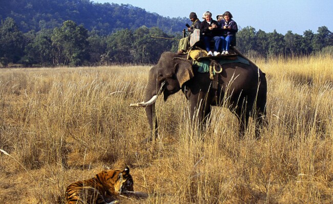 Supreme Court Panel Against Zoos, Jungle Safaris In Tiger Reserves