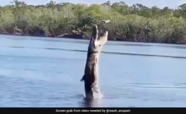 Watch: Crocodile Jumps High In The Air To Catch A Drone