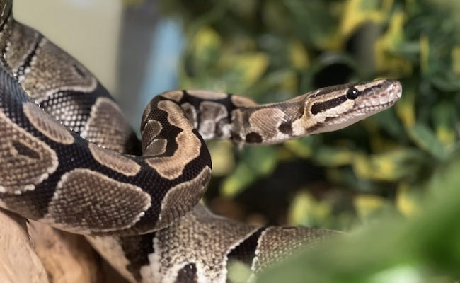 UP Man On The Way To His Wedding, Gets Bitten By Snake, Dies