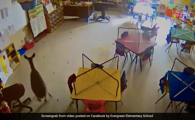 CCTV Video Shows A Deer Crashing Through Classroom Window In US School