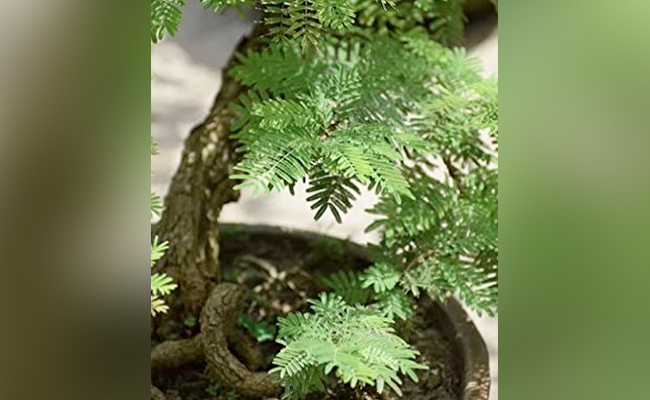 विजयादशमी पर जरूर करें ये शुभ कार्य, जीवन खुशियों से भर जाएगा, सुख, समृद्धि और धन की होगी बरसात