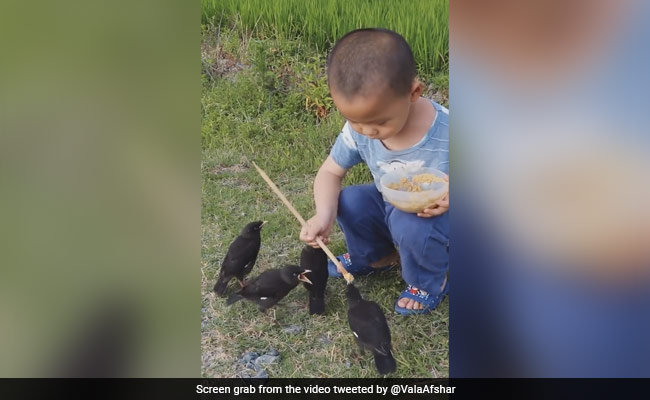 Viral Video Of Young Boy Feeding Birds Wins Hearts Online