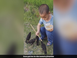 Viral Video Of Young Boy Feeding Birds Wins Hearts Online Viral Video Of Young Boy Feeding Birds Wins Hearts Online