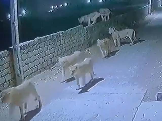 Caught on Camera: Lions (Yes, Lions) Walking The Streets Of Gujarat At Night