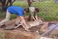 Watch: 12 Cheetahs From South Africa Take Off For Madhya Pradesh Watch: 12 Cheetahs From South Africa Take Off For Madhya Pradesh