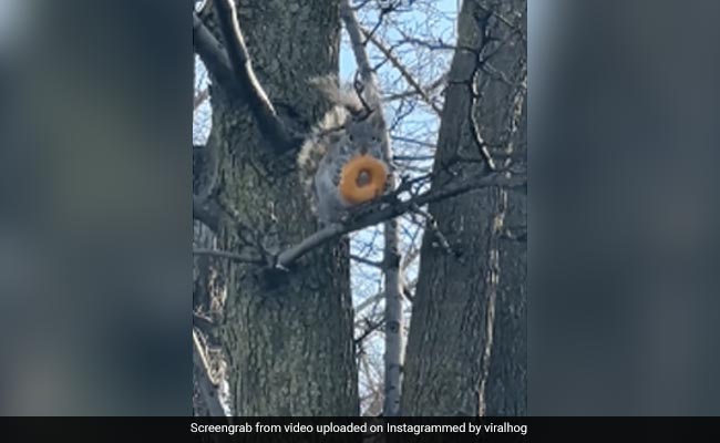 पहले डोनट चुराया, फिर पेड़ पर बैठकर मजे से चबा-चबा कर खाया, इंटरनेट पर गिलहरी की क्यूटनेस ने लूटे लाखों दिल, हो गया Video Viral...