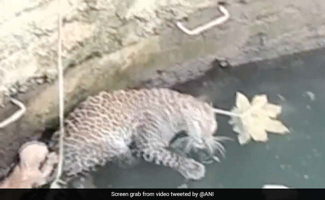 Watch: Leopard, Cat Trapped Together In Maharashtra Well