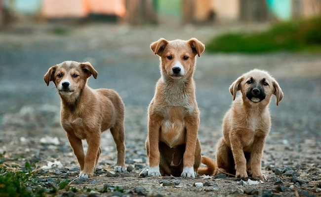 Indore Couple Opens Unique 'Doggy Dhaba' That Offers Food And Boarding For Dogs