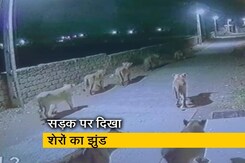 गुजरात के अमरेली में सड़क पर दिखा शेरों का झुंड गुजरात के अमरेली में सड़क पर दिखा शेरों का झुंड