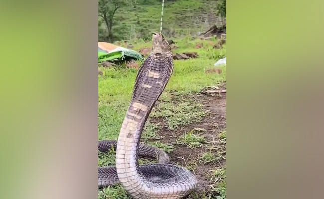 Video: फन फैलाये बैठा था प्यासा किंग कोबरा, शख्स ने इस तरह पिलाया पानी