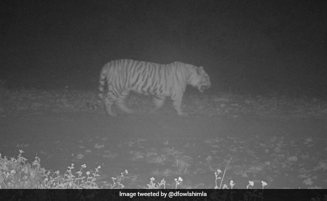 In A First, Tiger Seen In Himachal Pradesh's Simbalbara National Park