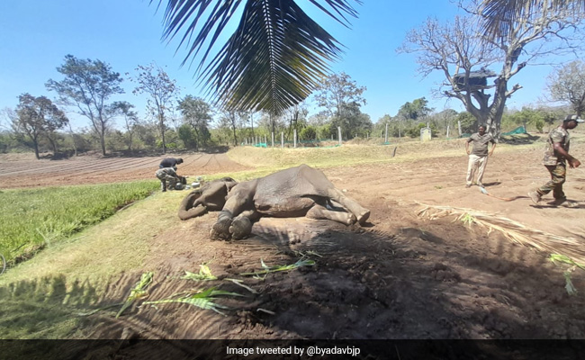 "Happy To See This": PM After Electrocuted Elephant Saved in Karnataka