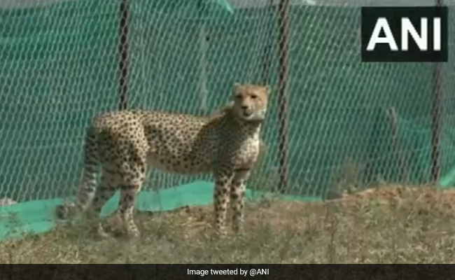 Cheetahs That Arrived In Madhya Pradesh Have Life span Of 8-10 Years: Expert