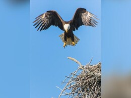 Scientists Are Turning Dead Birds Into Drones That Could Spy On Humans Scientists Are Turning Dead Birds Into Drones That Could Spy On Humans