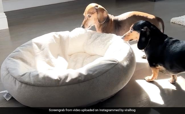 धूप सेंकते हुए मारनी थी झपकी, डॉग ने खुद सेट कर लिया अपना बेड, देखिए मजेदार वायरल वीडियो