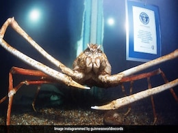 Guinness World Records Shares Spooky Pictures Of Crab Named 'Big Daddy', Internet Intrigued Guinness World Records Shares Spooky Pictures Of Crab Named 'Big Daddy', Internet Intrigued