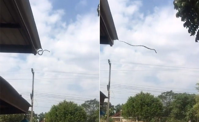 छत की मुंडेर से सांप ने मारी छलांग, VIDEO देख यूजर्स बोले 'ये तो इच्छाधारी नागिन है'