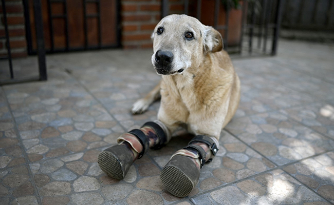 Elderly Dog, Tortured By Drug Cartel, Could Be 'America's Favourite Pet'