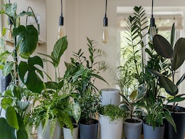 Vastu plants : घर की सुख शांति के लिए ये पौधे होते हैं बेहद लकी, यहां जानिए उनके नाम Vastu plants : घर की सुख शांति के लिए ये पौधे होते हैं बेहद लकी, यहां जानिए उनके नाम