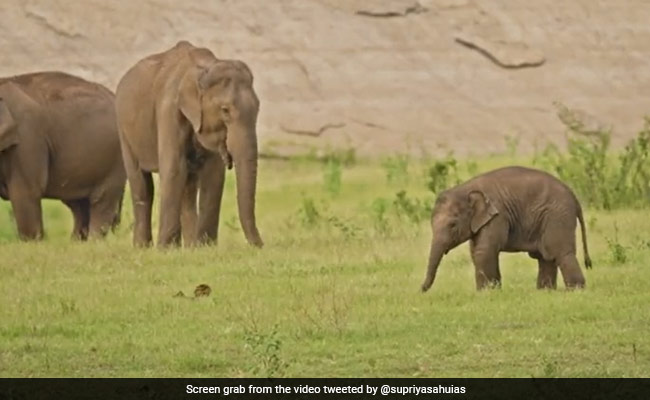 Adorable Video Shows Baby Elephant Exploring Its Surroundings At Tiger Reserve
