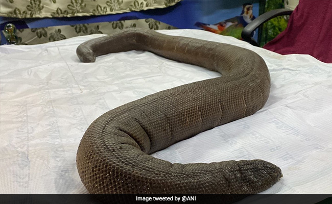 Red Sand Boa Snake Rescued From Darjeeling Forest Area, 4 Held