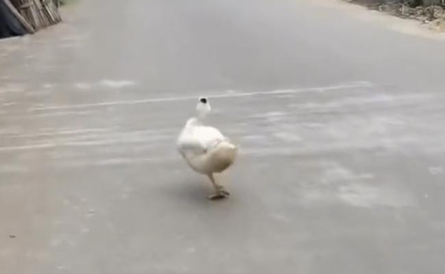 सड़क पर किसी मॉडल की तरह इठलाते हुए चल रहे इस पक्षी को देखकर लोग हंस रहे हैं