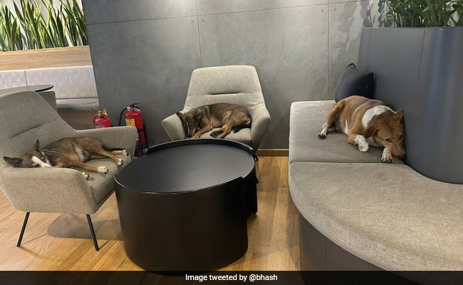 डॉगीज के बीच ऐसा कॉम्पिटिशन देख चौंक गए लोग, बोले- जीतने के लिए कुछ भी करेगा