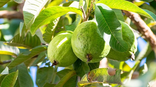 Both guava fruit and guava leaves offer incredible health benefits