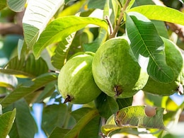 Here's How Guava & It's Leaves Can Boost Your Health Here's How Guava & It's Leaves Can Boost Your Health