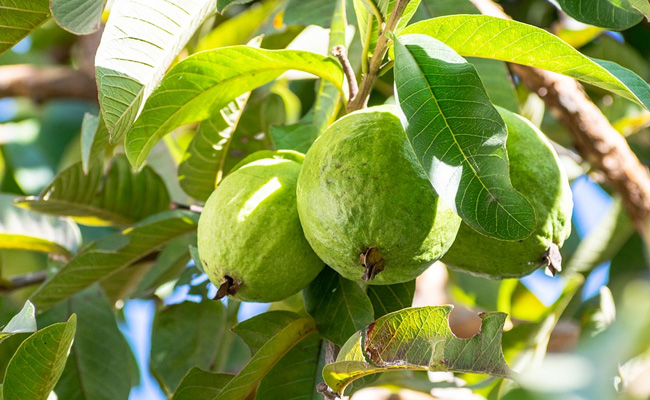 Both guava fruit and guava leaves offer incredible health benefits