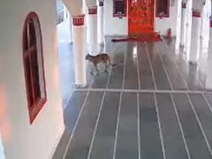 VIDEO: दिन दहाड़े मंदिर में घूमता नजर आया तेंदुआ, इलाके में फैली दहशत VIDEO: दिन दहाड़े मंदिर में घूमता नजर आया तेंदुआ, इलाके में फैली दहशत