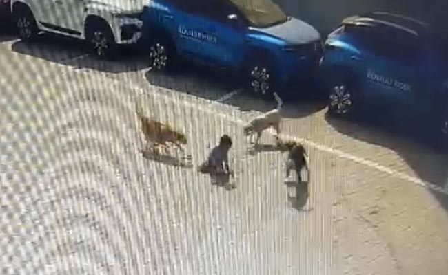 Boy, 5, Dies In Stray Dogs' Attack In Hyderabad