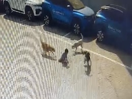 Hyderabad Body's Move To Check Stray Dog Attacks After Boy, 5, Killed Hyderabad Body's Move To Check Stray Dog Attacks After Boy, 5, Killed