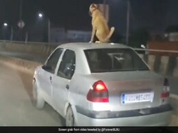 चलती कार की छत पर बैठकर राइड का मजा लेता नजर आया डॉगी! VIDEO देख उड़ जाएंगे होश चलती कार की छत पर बैठकर राइड का मजा लेता नजर आया डॉगी! VIDEO देख उड़ जाएंगे होश