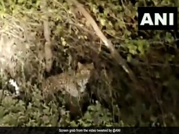 Video: Leopard, Cub Spotted In Punjab's Pathankot Video: Leopard, Cub Spotted In Punjab's Pathankot