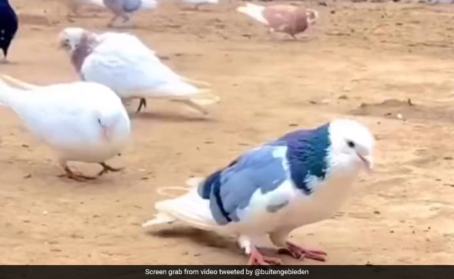 Watch: Pigeon Performs Backflips, Internet Says "What A Showoff"