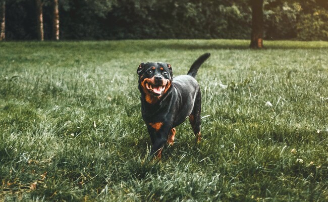 Mumbai Dog Owner Jailed 12 Years After His Pet Rottweiler Bit Man