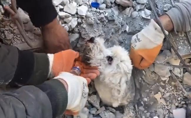 ये चमत्कार है: तुर्की भूकंप के बाद मलबे में दबे होने के बावजूद डॉगी ज़िंदा है, बचाव दल ने निकाला