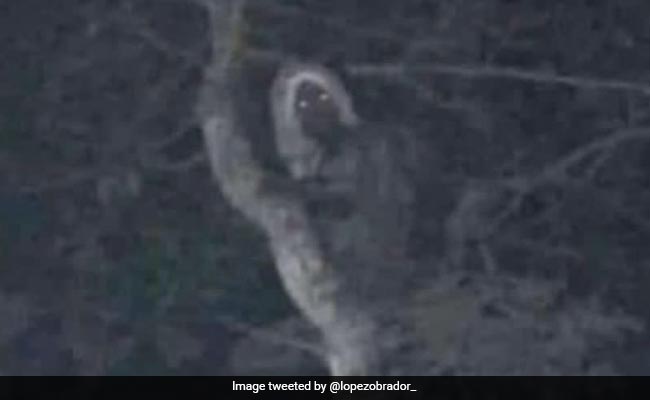 "Everything Is Mystical": Mexico President Shares Photo Of What He Claims To Be An Elf