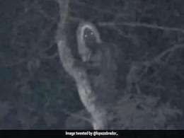 "Everything Is Mystical": Mexico President Shares Photo Of What He Claims To Be An Elf "Everything Is Mystical": Mexico President Shares Photo Of What He Claims To Be An Elf