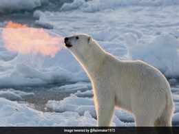 Stunning Old Photo Of Polar Bear 'Breathing Fire' Goes Viral Again, Amazes Internet Stunning Old Photo Of Polar Bear 'Breathing Fire' Goes Viral Again, Amazes Internet