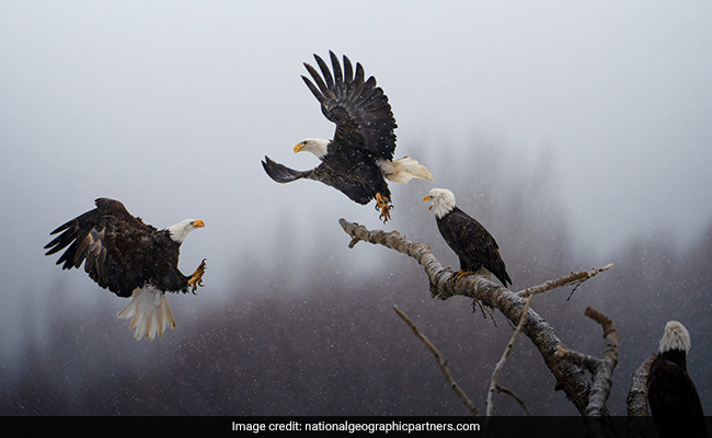 Indian-Origin Karthik Subramaniam Wins National Geographic's 'Pictures Of The Year' Contest
